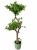 Sztuczne drzewko bonsai liściaste