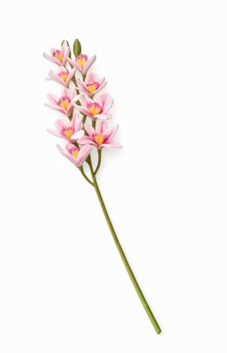 Pojedynczy kwiat orchidea storczyk