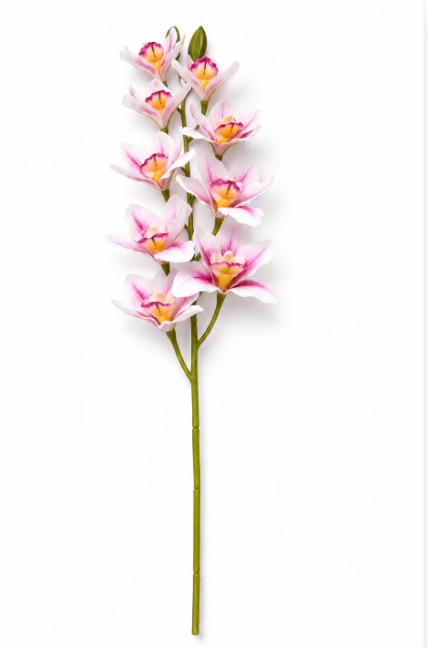 Pojedynczy kwiat orchidea storczyk