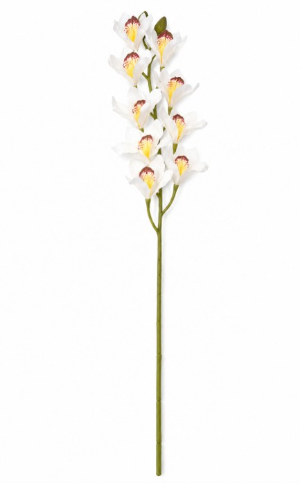 Pojedynczy kwiat orchidea storczyk