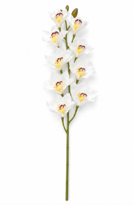 Pojedynczy kwiat orchidea storczyk