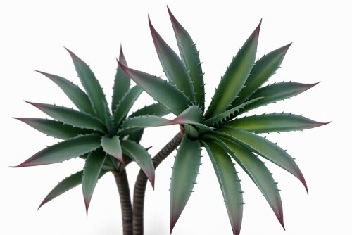 Sztuczna roślina sukulent aloes